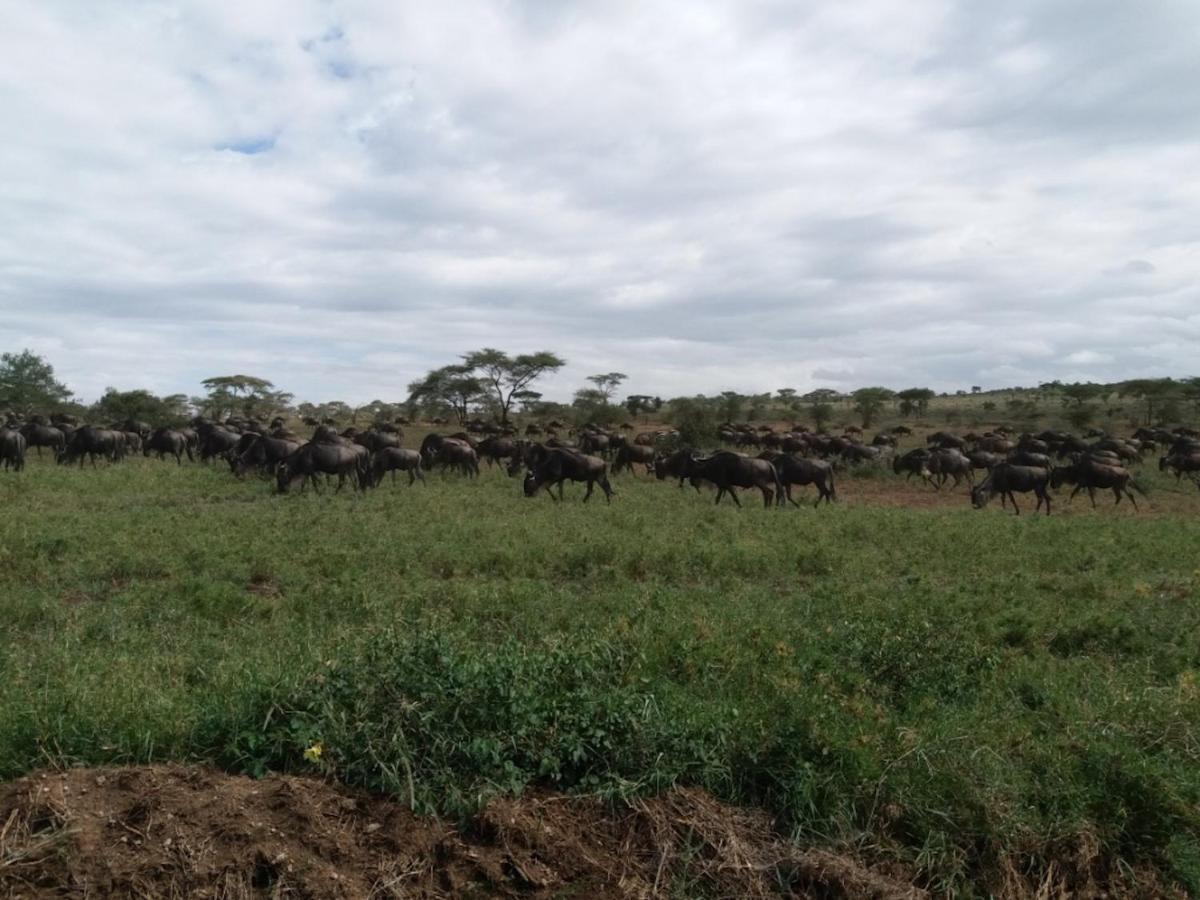 Seronera Wildlife Lodge Serengeti Buitenkant foto