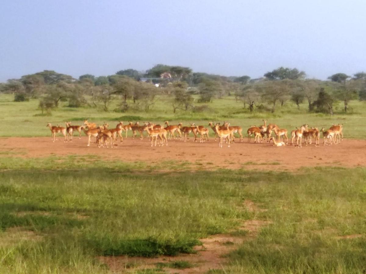 Seronera Wildlife Lodge Serengeti Buitenkant foto